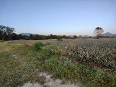 Excellent Land Investment Opportunity 14 Rai Near Black Mountain Golf