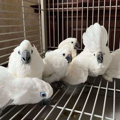 Umbrella cockatoo babies