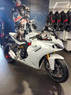 Ducati Supersport 950s Arctic white