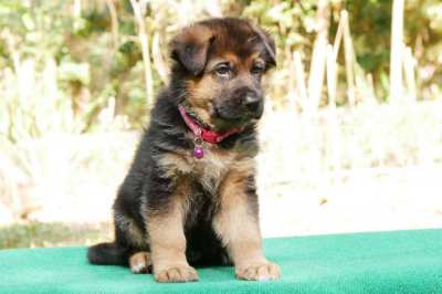 German Shepherd Puppy Available 