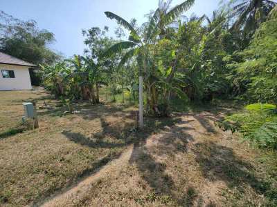 Awesome! 1-1-41 Rai Variety of Fruit Trees - 60 Meters Creek Frontage