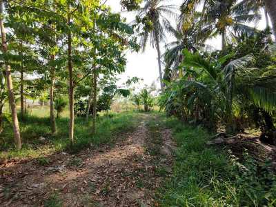 Awesome! 1-1-41 Rai Variety of Fruit Trees - 60 Meters Creek Frontage