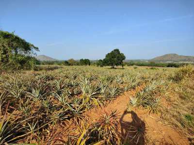 Spectacular Mountain Back 21-1-60 Rai - Distant Khao Kalok Sea Views!