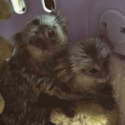 Baby common marmoset monkeys