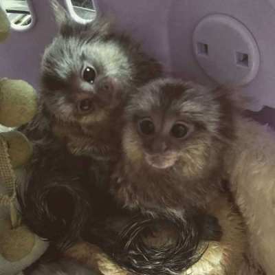 Baby common marmoset monkeys