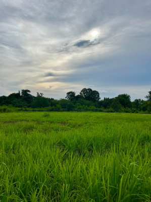 ขายที่ดินเขาใหญ่ ทำเลทอง 2 ไร่ ใกล้ถนนมิตรภาพและสถานที่ท่องเที่ยว