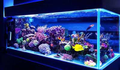 Custom Aquarium Design & Installation