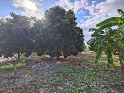 Reduced Price!  6 Rai Jackfruit and Banana Plantation - Canal Frontage
