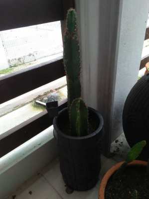 Cactus and its pot