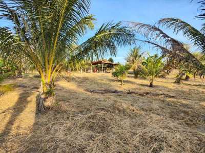 Hot! 5 Rai Coconut Plantation - Located Between Hua Hin and Pranburi