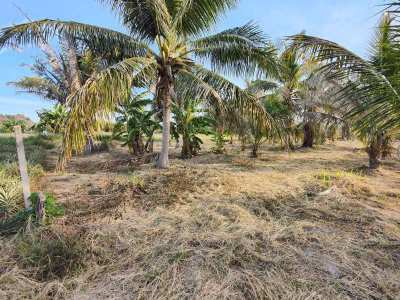 Hot! 5 Rai Coconut Plantation - Located Between Hua Hin and Pranburi