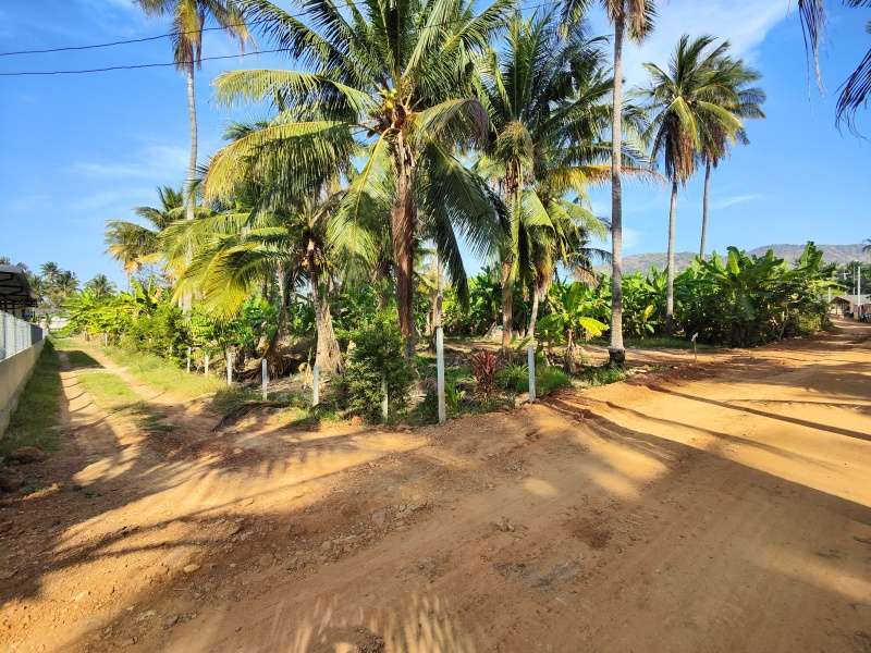 Hot Deal!  357 TW Square Shaped Coconut Tree Covered Corner Home Plot