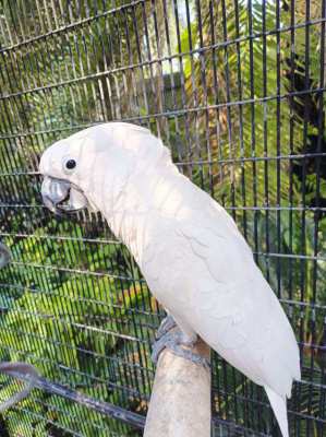 Umbrella cockatoo parrot