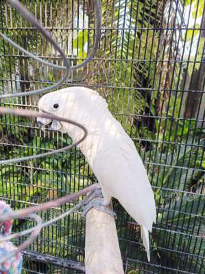 Umbrella cockatoo parrot