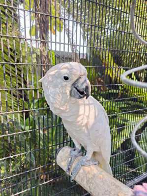 Umbrella cockatoo parrot