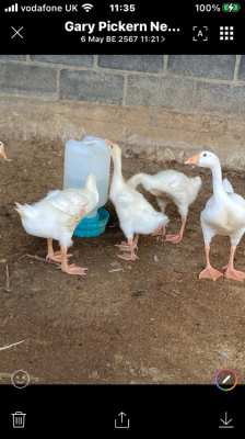 Baby Chinese geese 