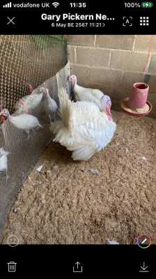 White double Brested turkeys and fertile eggs 