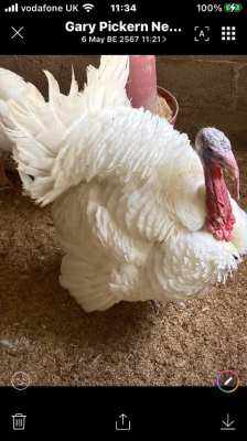 White double Brested turkeys and fertile eggs 