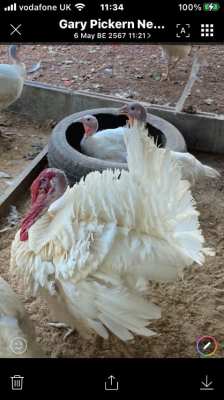 White double Brested turkeys and fertile eggs 