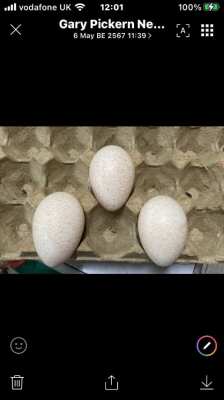 White double Brested turkeys and fertile eggs 