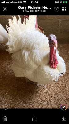 White double Brested turkeys and fertile eggs 