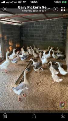 Egg laying Peking ducks 