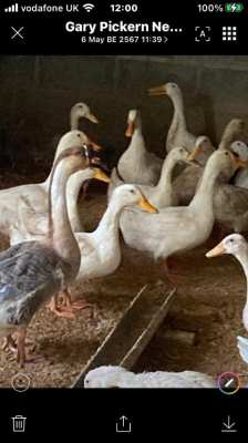 Egg laying Peking ducks 