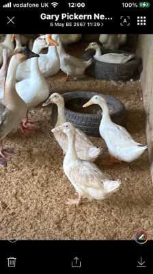 Egg laying Peking ducks 