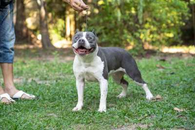 Standard American Bully 