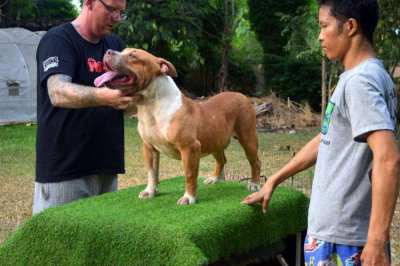 Standard American Bully 