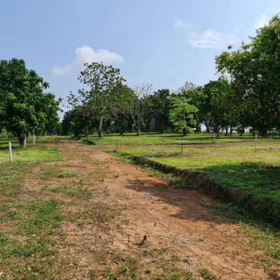 Real Estate plots available  for sale