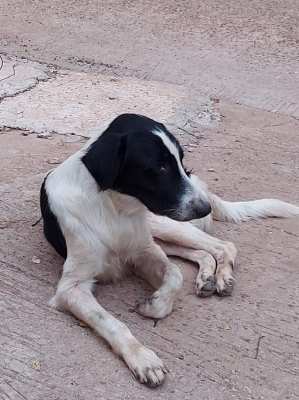 Stray dog seeks loving home