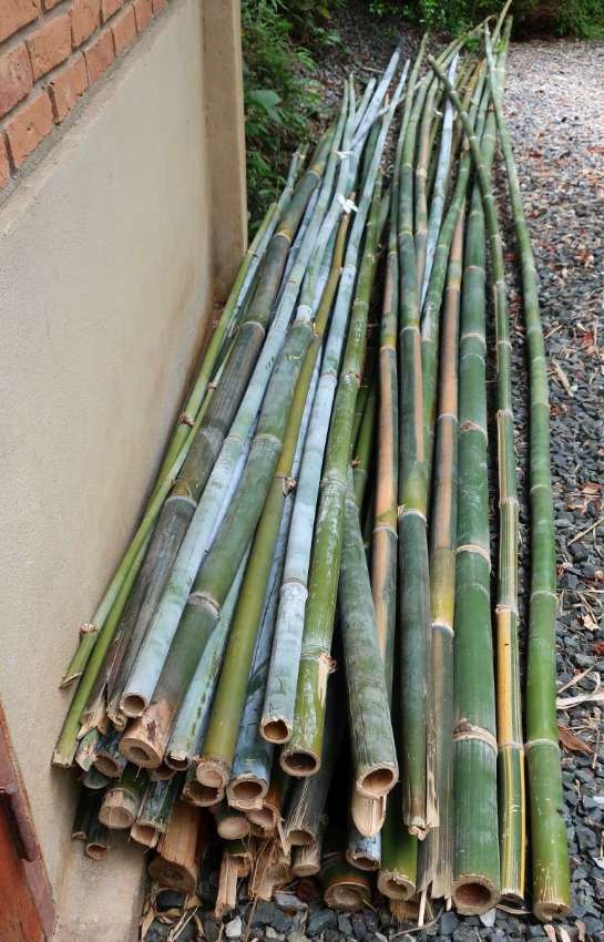 Pre-cut bamboo culms are available FREE