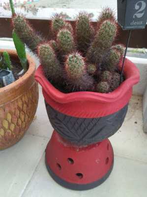 Cactus with its pot