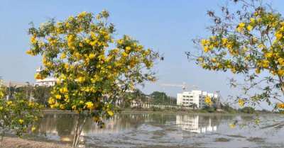 43 Rai Land in Nong Chok Bangkok for Sale