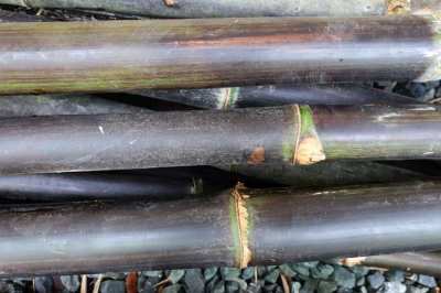 Several black bamboo poles are available for 100 B.