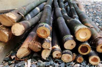 Several black bamboo poles are available for 100 B.