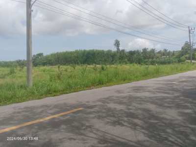Land 3 Rai with palm oil trees at Naklua Kantang