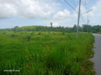 Land 3 Rai with palm oil trees at Naklua Kantang