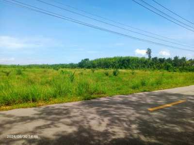 Land 3 Rai with palm oil trees at Naklua Kantang