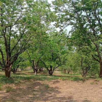 28 Rai Land in Nakhon Sawan for Sale