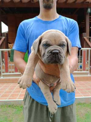 Cane Corso Italian Mastiff 