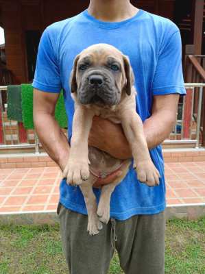 Cane Corso Italian Mastiff 