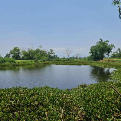 Organic Farmland for Sale/Rent at Chiang Rai