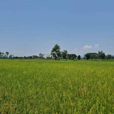 Organic Farmland for Sale/Rent at Chiang Rai