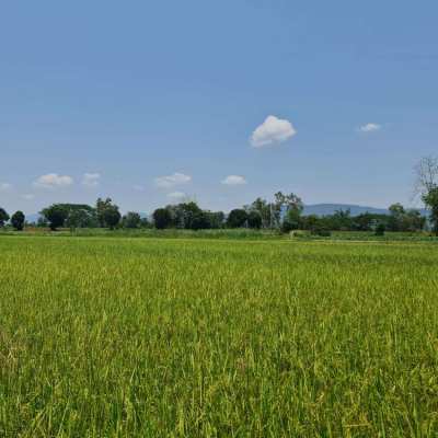 Organic Farmland for Sale/Rent at Chiang Rai