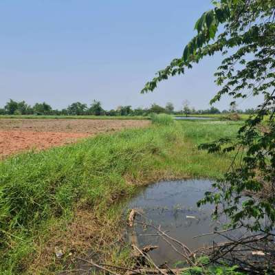 Organic Farmland for Sale/Rent at Chiang Rai