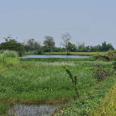 Organic Farmland for Sale/Rent at Chiang Rai