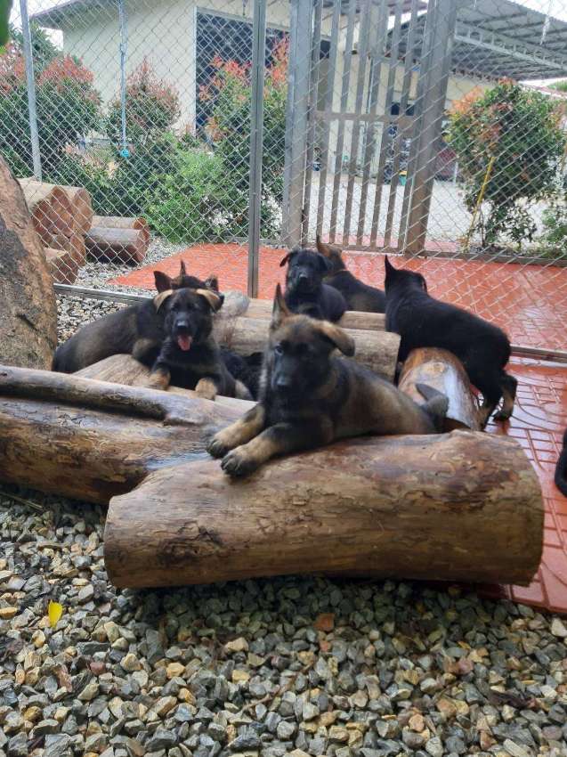German Shepherd Puppies for SALE
