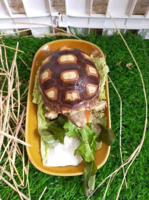 Pet Sulcata Tortoise with enclosure etc.